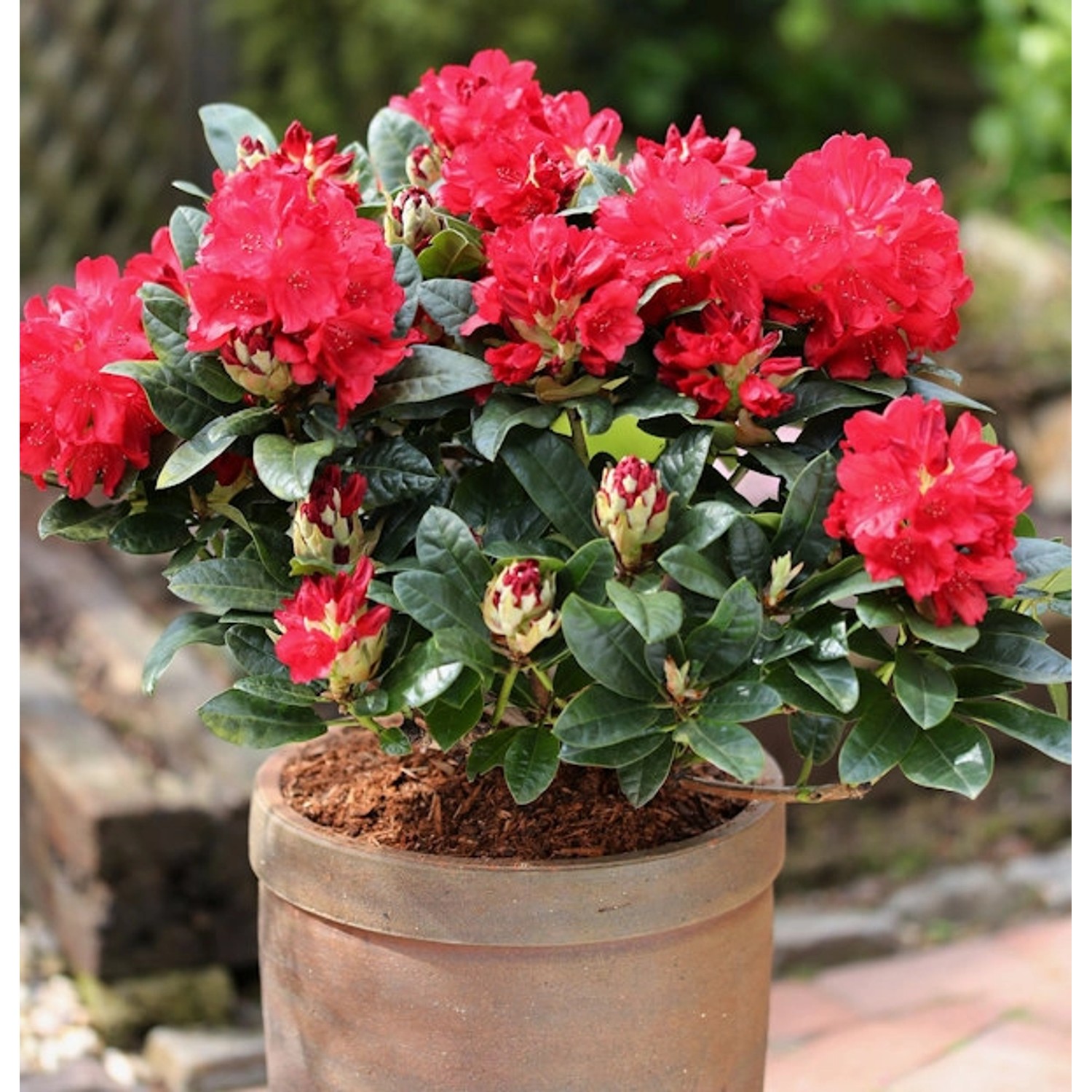 INKARHO - Großblumige Rhododendron Lisetta 30-40cm - Alpenrose günstig online kaufen