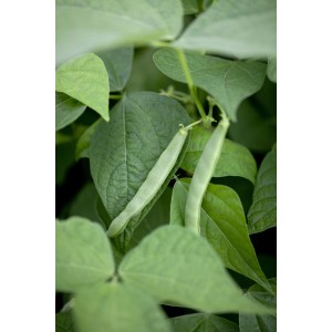 Buschbohne (Phaseolus vulgaris) im Topf mit grünen Blättern und zwei jungen Bohnen.