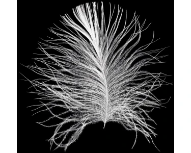 Komar Wandbild Feather bei 30 x 40 cm kaufen Black OBI
