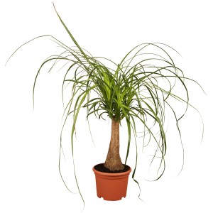 Elefantenfuß (Beaucarnea recurvata) im braunen Topf, ca. 21 cm Durchmesser. Zimmerpalme mit langem, dünnen, grünen Blättern.