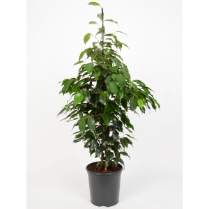 Grüne GROW by OBI Birkenfeige (Ficus Benjamina) im Topf, ca. 95-105 cm hoch.