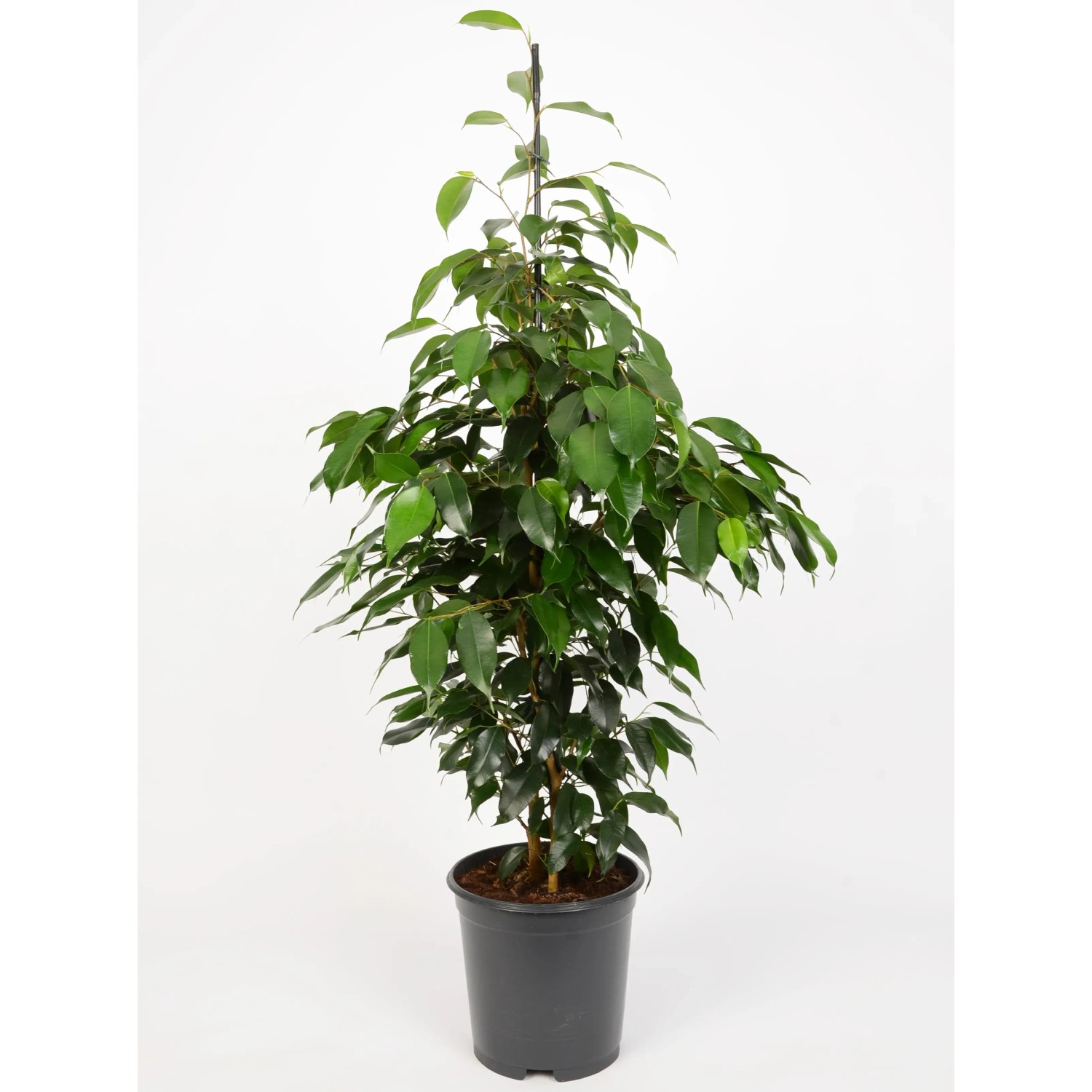 Birkenfeige (Ficus) kaufen bei OBI