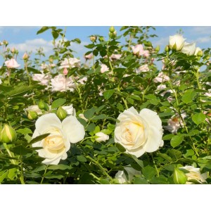 Kletterrose New Dawn mit zartrosa Blüten und grünen Blättern im Garten.