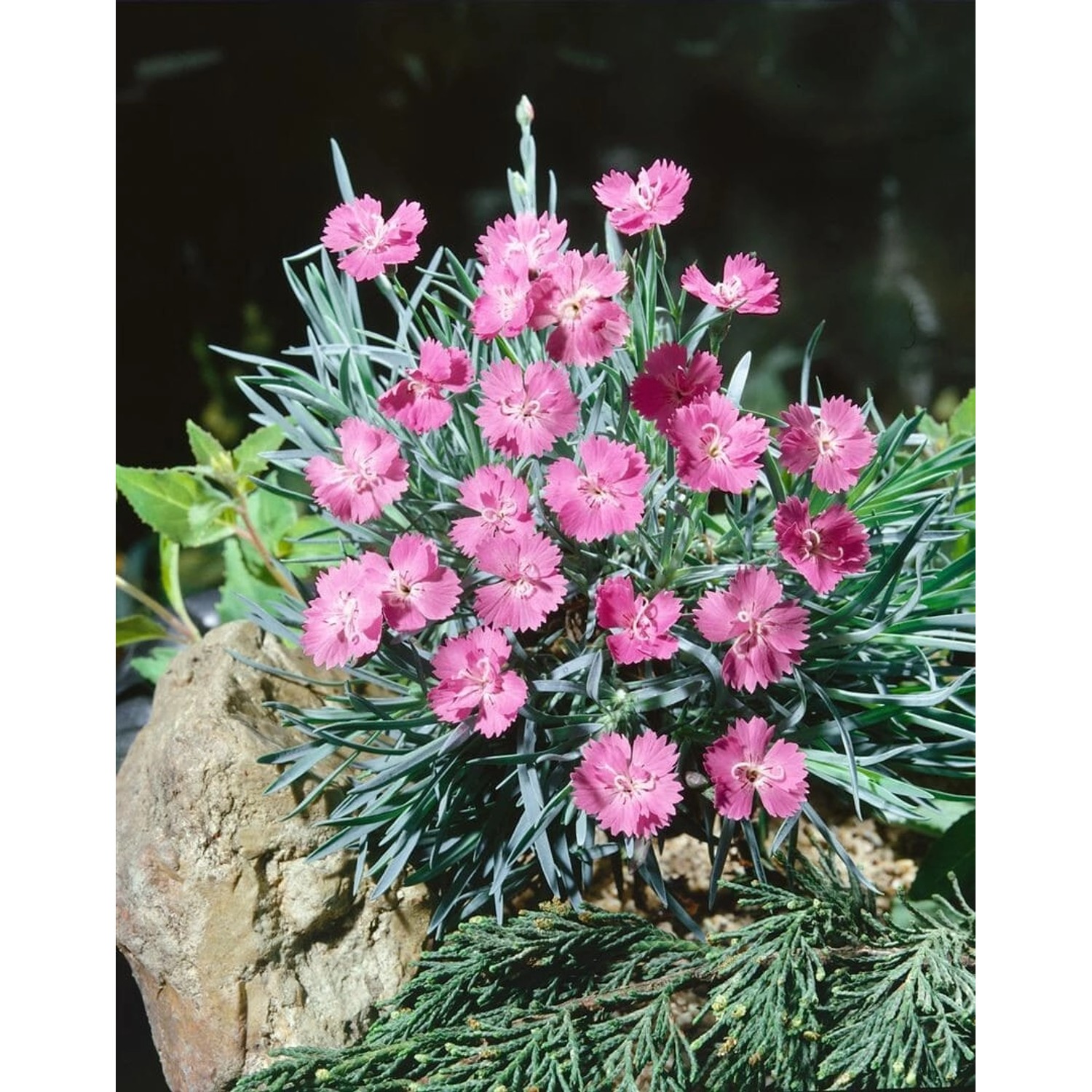 Dianthus Gratianop. Eydangeri Pfingstnelke Ca. 9x9 cm Topf günstig online kaufen