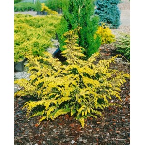 Gelbgrüne Chamaecyparis Obtusa Gitte (Hinoki-Scheinzypresse), 15–20 cm hoch.