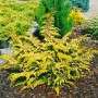 Gelbgrüne Chamaecyparis Obtusa Gitte (Hinoki-Scheinzypresse), 15–20 cm hoch.