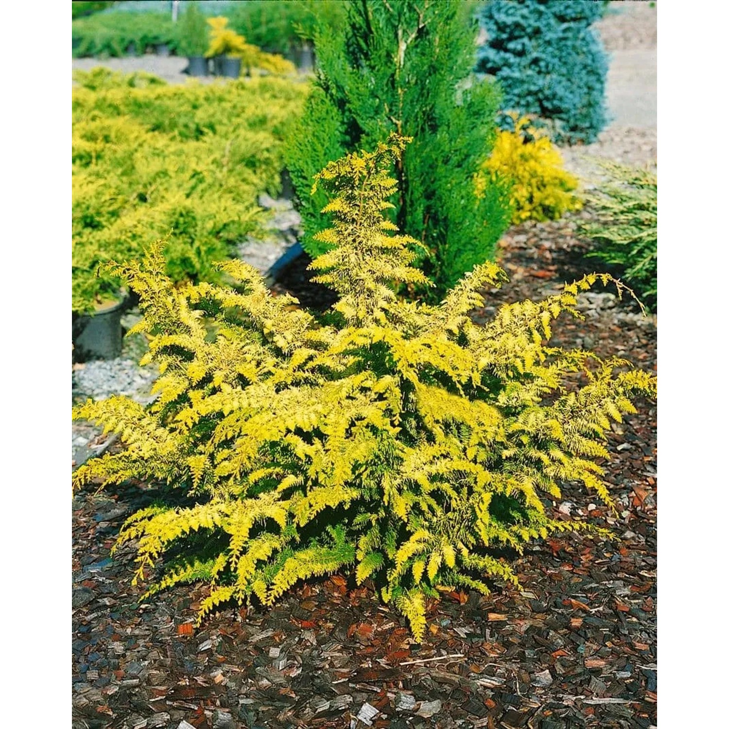 Gelbgrüne Chamaecyparis Obtusa Gitte (Hinoki-Scheinzypresse), 15–20 cm hoch.