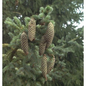 Alcocks Fichte (Picea bicolor) mit Zapfen, Detailaufnahme der zweifarbigen Nadeln.