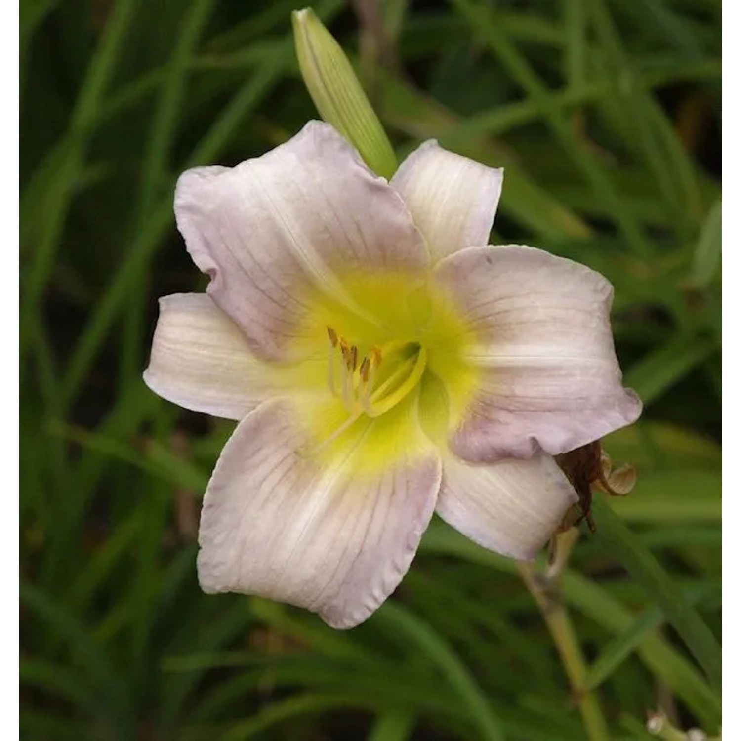 Taglilie Catherine Woodberry - Hemerocallis