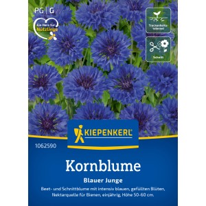 Kiepenkerl Kornblume Blauer Junge, leuchtend blaue Blüten im Beet.