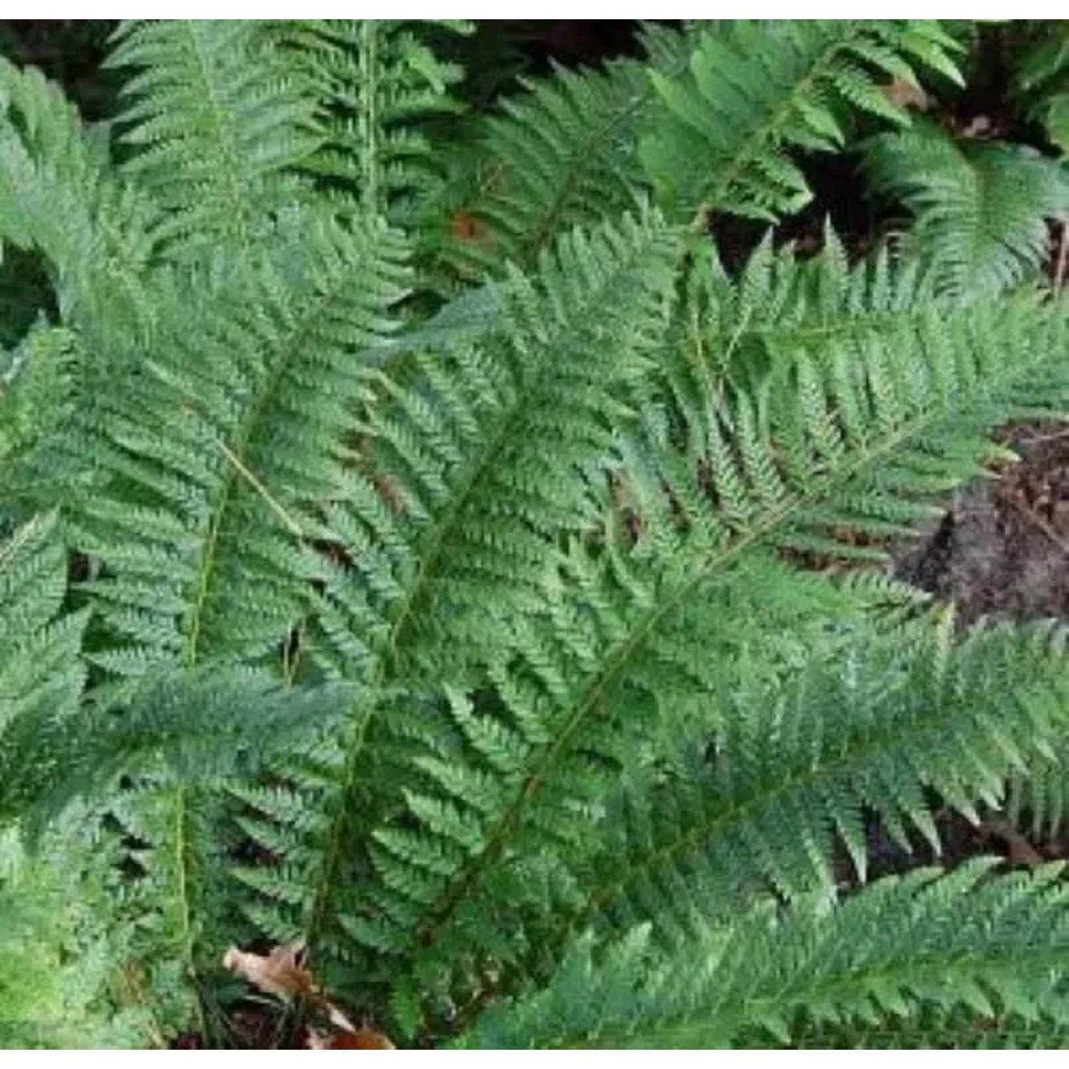 Glanzschildfarn - Polystichum aculeatum