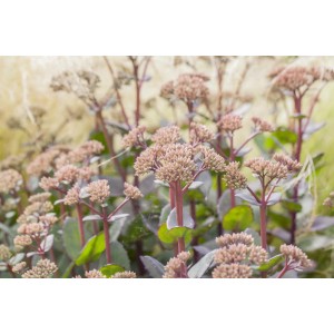 Sedum Trio im Topf, ca. 15-20 cm hoch, mit rosa Blütenständen und grünen Blättern.