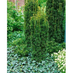 Immergrüne Säuleneibe Taxus Baccata Fastigiata, ca. 140-160cm hoch, im Garten.