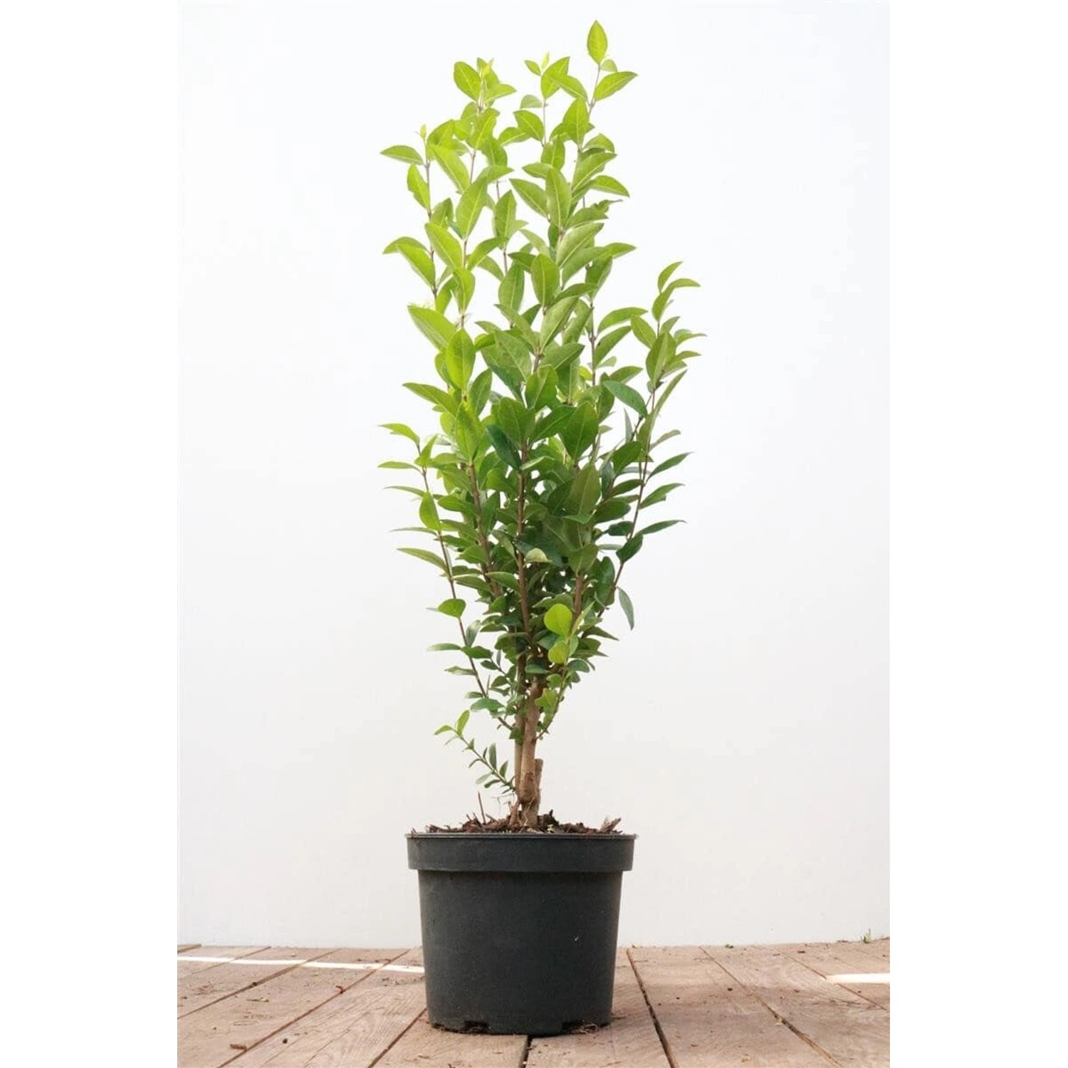 Ligustrum ovalifolium 40-60 cm günstig online kaufen