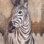Komar Vliesfototapete Zebra, 200x250cm, Zebra Kopf auf gemustertem Hintergrund.