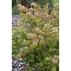 Flügel-Spindelstrauch (Euonymus Alatus Compactus), 80-100 cm, mit grün-rötlichem Laub.