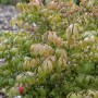 Flügel-Spindelstrauch (Euonymus Alatus Compactus), 80-100 cm, mit grün-rötlichem Laub.