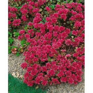Teppichsedum 'Schorbuser Blut' mit roten Blüten als Bodendecker im 9x9 cm Topf.