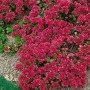Teppichsedum 'Schorbuser Blut' mit roten Blüten als Bodendecker im 9x9 cm Topf.