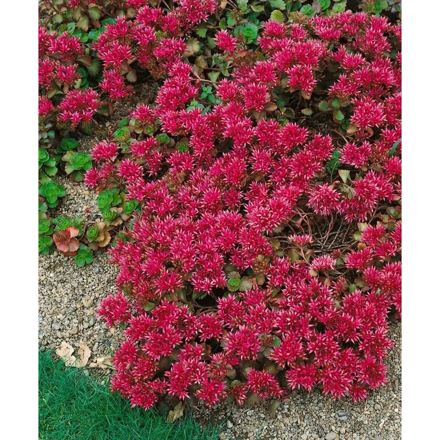 Teppichsedum 'Schorbuser Blut' mit roten Blüten als Bodendecker im 9x9 cm Topf.