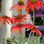 Leuchtend rote Echinacea 'Tomato Soup' (Sonnenhut) im 11x11 cm Topf.