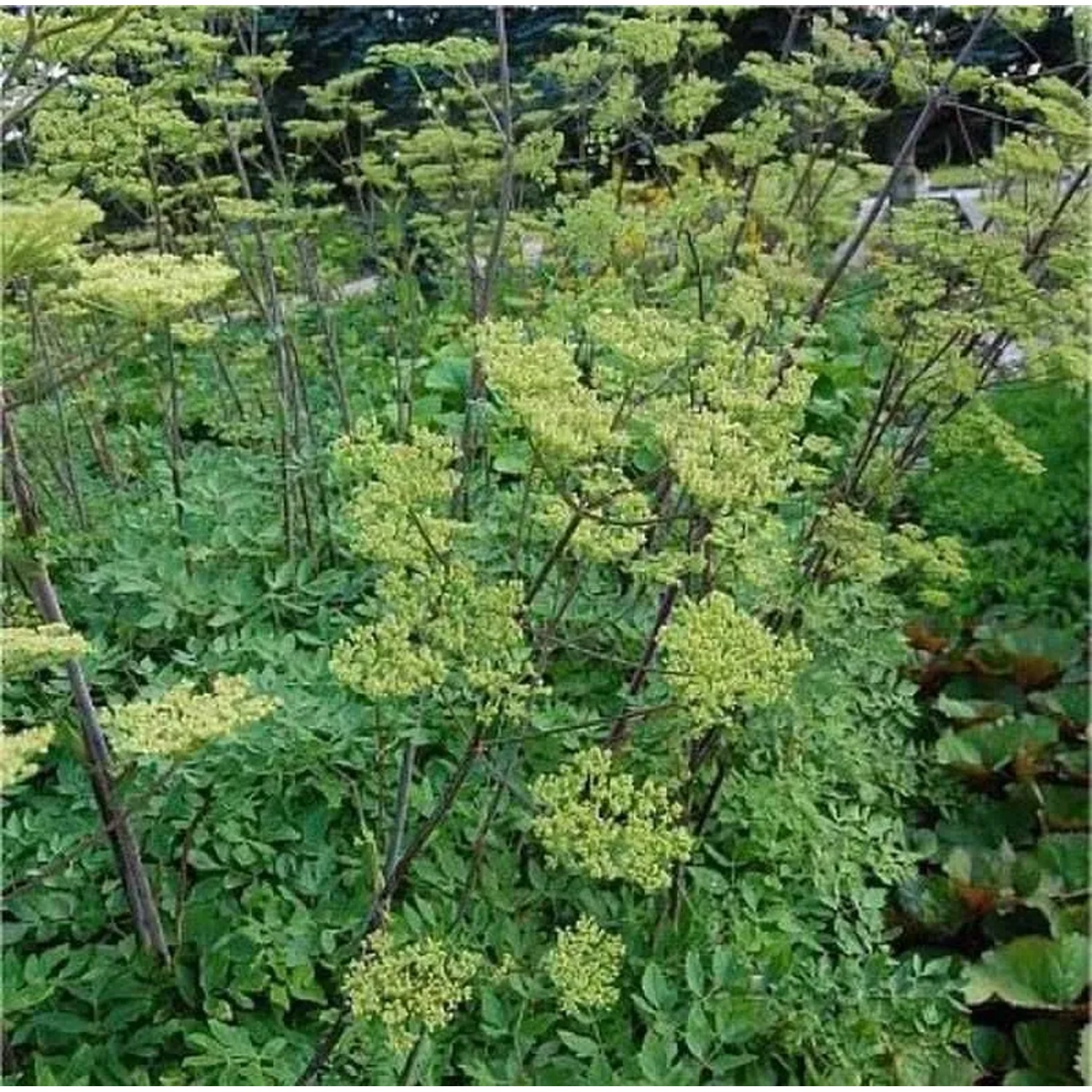 Riesen Haarstrang - Peucedanum verticillare