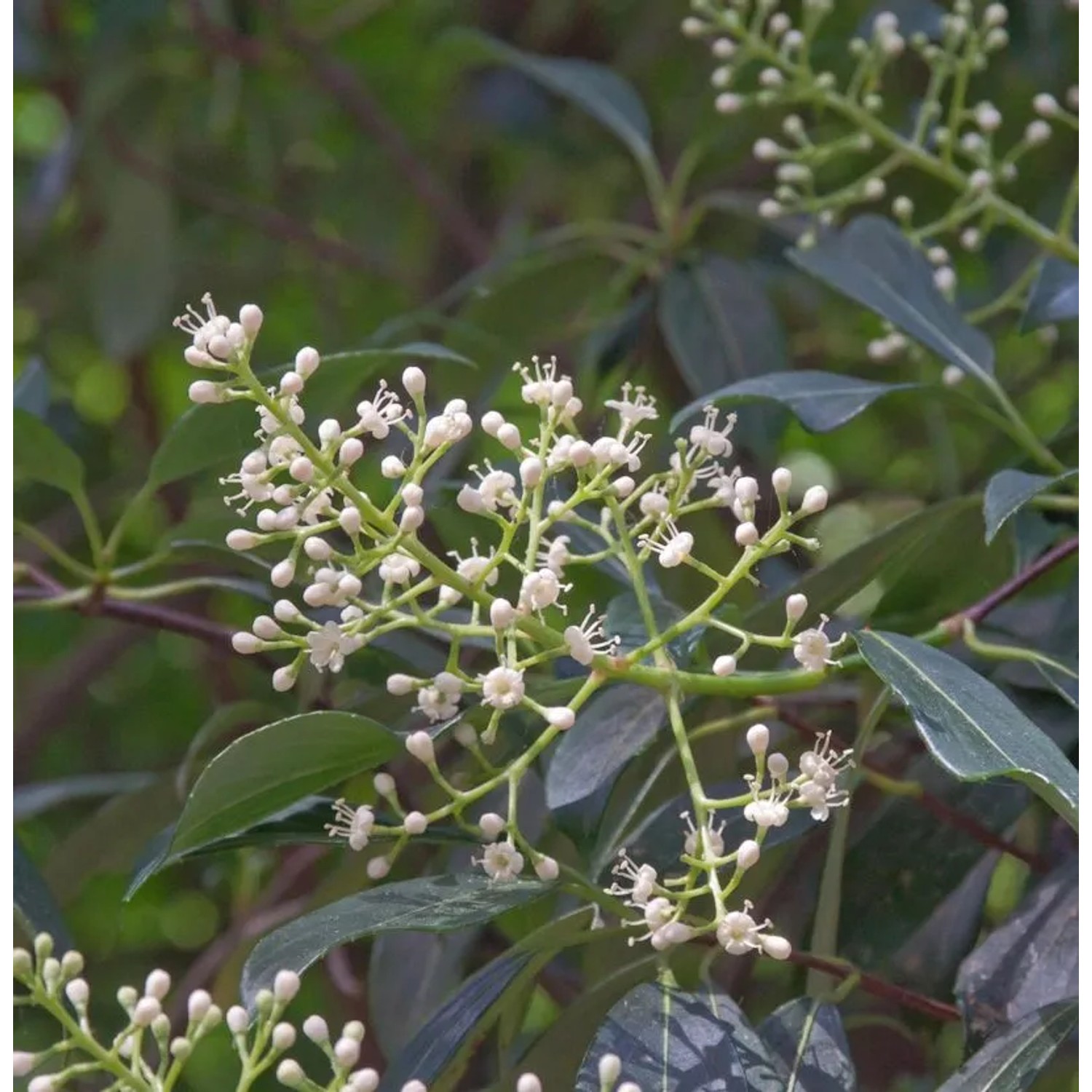 Duftender Schneeball  Awabuki 80-100cm - Viburnum odoratissimum