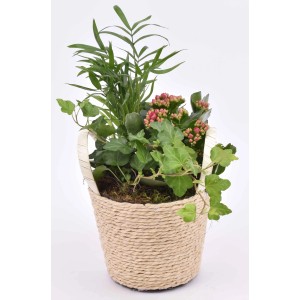 Zimmerpflanzen-Arrangement im Henkelkorb mit Kalanchoe, Bergpalme und Efeu.