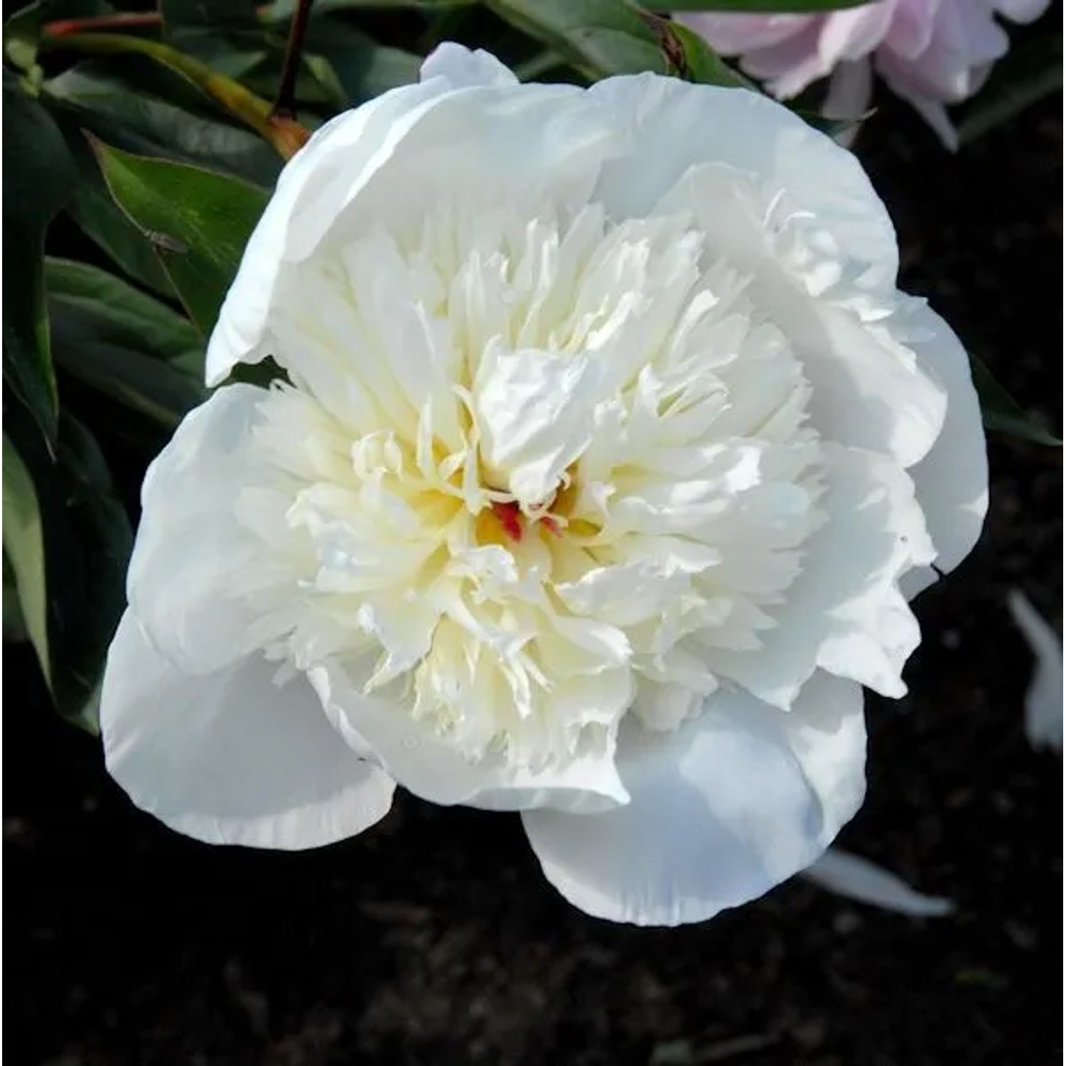 Edelpfingstrose Immaculee - Paeonia,actiflora