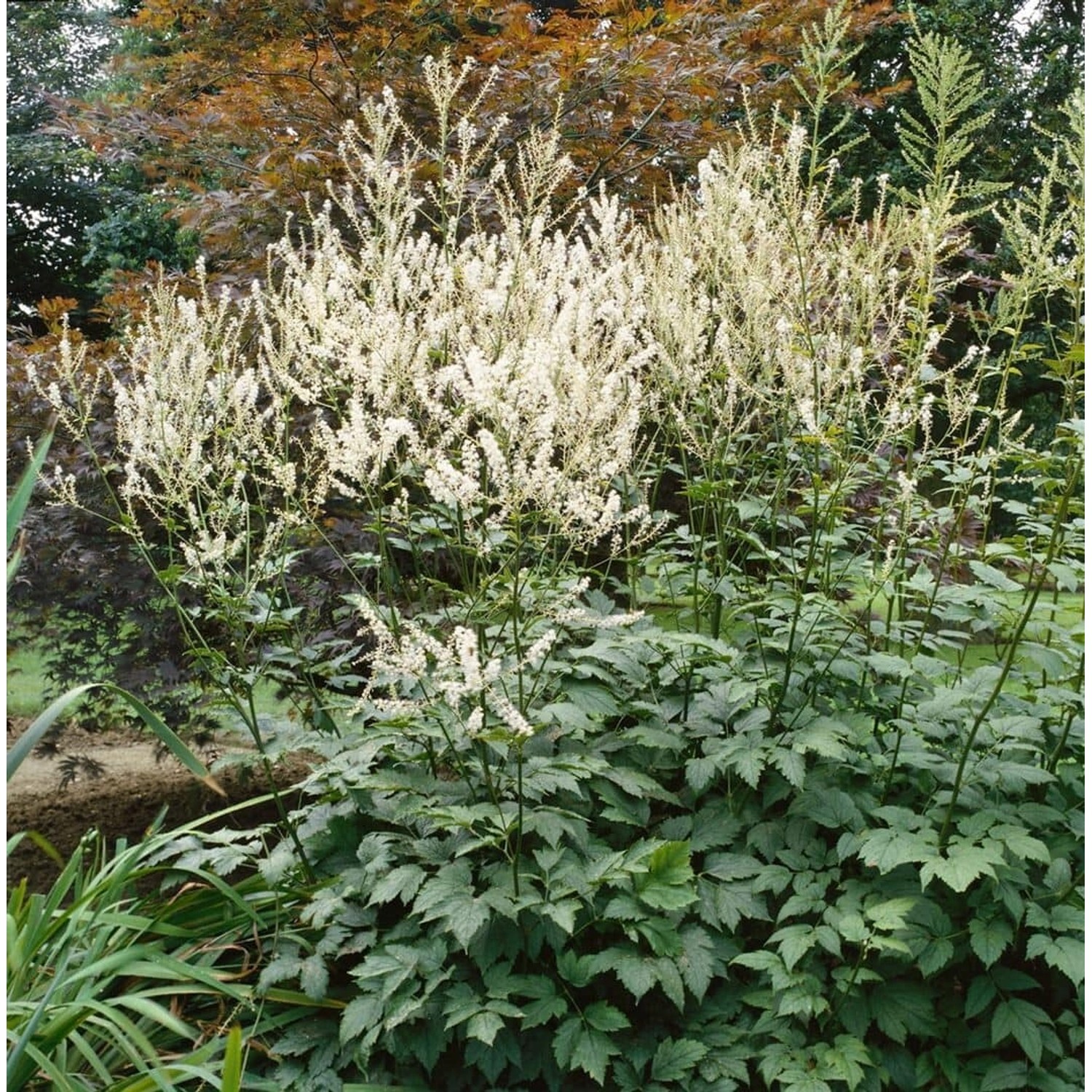 Actaea Erythrocarpa Ca. 9x9 cm Topf günstig online kaufen