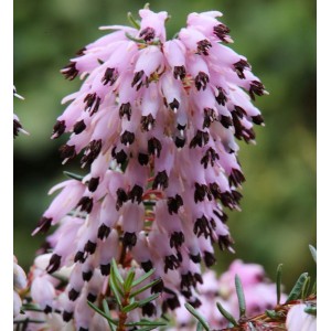 Nahaufnahme der rosa blühenden Winterheide Atrorubra (Erica carnea), 10er-Set für Garten & Balkon.