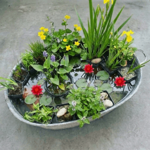 Vdvelde Teichpflanzen Überraschungsset: 12 Wasserpflanzen, rote Seerosen, gelbe Blumen in ovaler Zinkwanne.