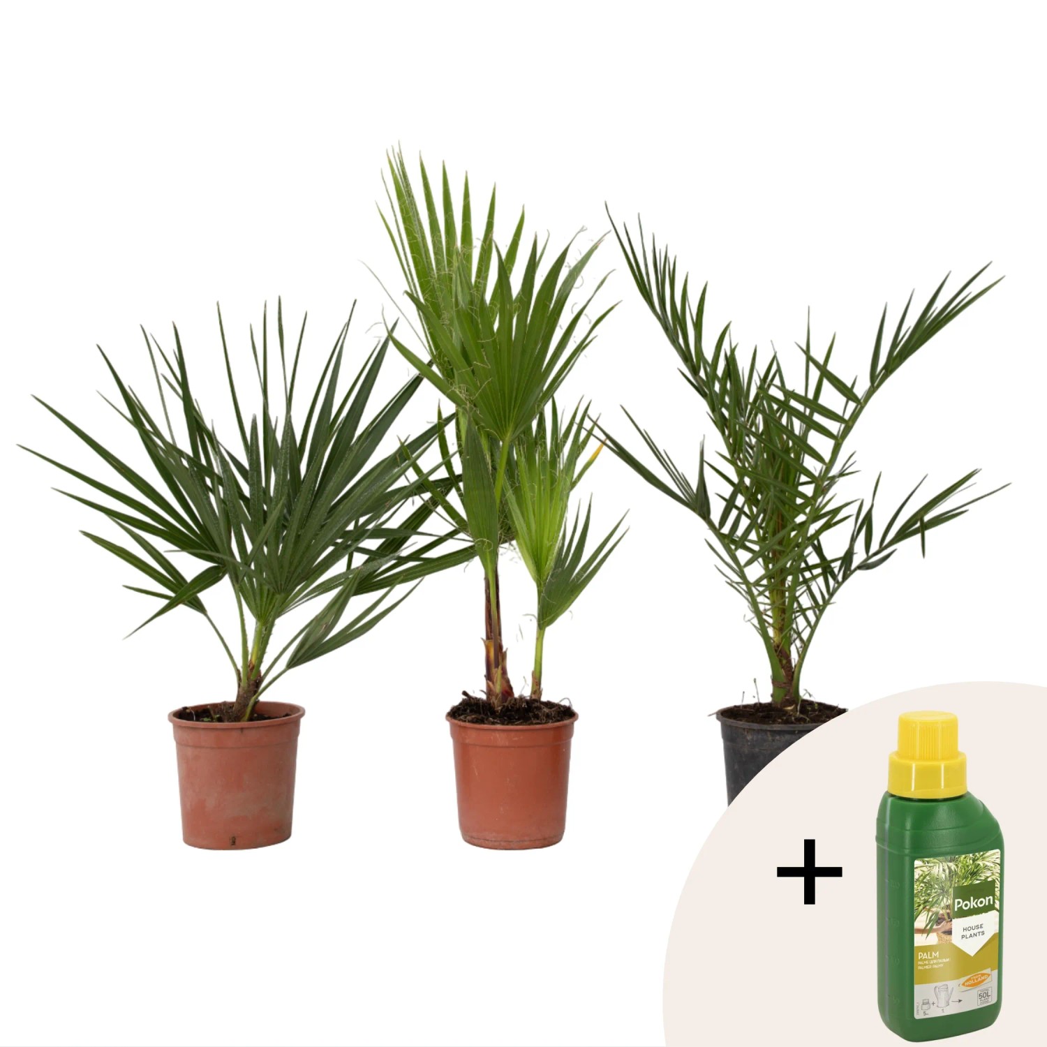 Plant In A Box Gartenpalmen X3  Phoenix Chamaerops Washingtonia Höhe 50cm Ø15 Grün Mit Pflanzennahrung