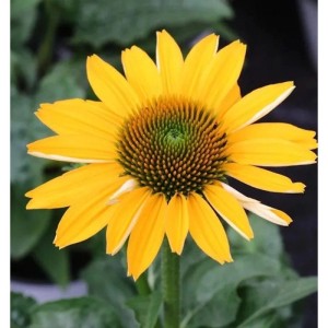 Gelber Sonnenhut 'Flame Thrower' (Echinacea purpurea) im Detail.