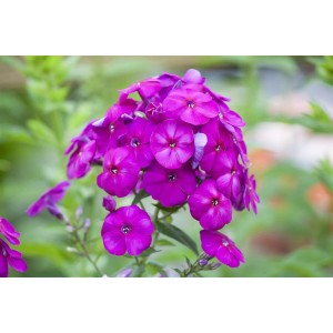 Leuchtend lila Flammenblume (Phlox Paniculata The King) im Topf, Nahaufnahme.