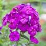 Leuchtend lila Flammenblume (Phlox Paniculata The King) im Topf, Nahaufnahme.