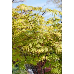 Acer Palmatum 'Autumn Glory' Japanischer Ahorn, ca. 200-250 cm hoch, mit grünem Laub.
