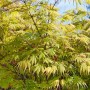 Acer Palmatum 'Autumn Glory' Japanischer Ahorn, ca. 200-250 cm hoch, mit grünem Laub.