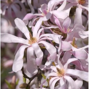 Nahaufnahme der zarten, rosa-weißen Blüten einer Sternmagnolie (Magnolia loebneri Leonard Messel).