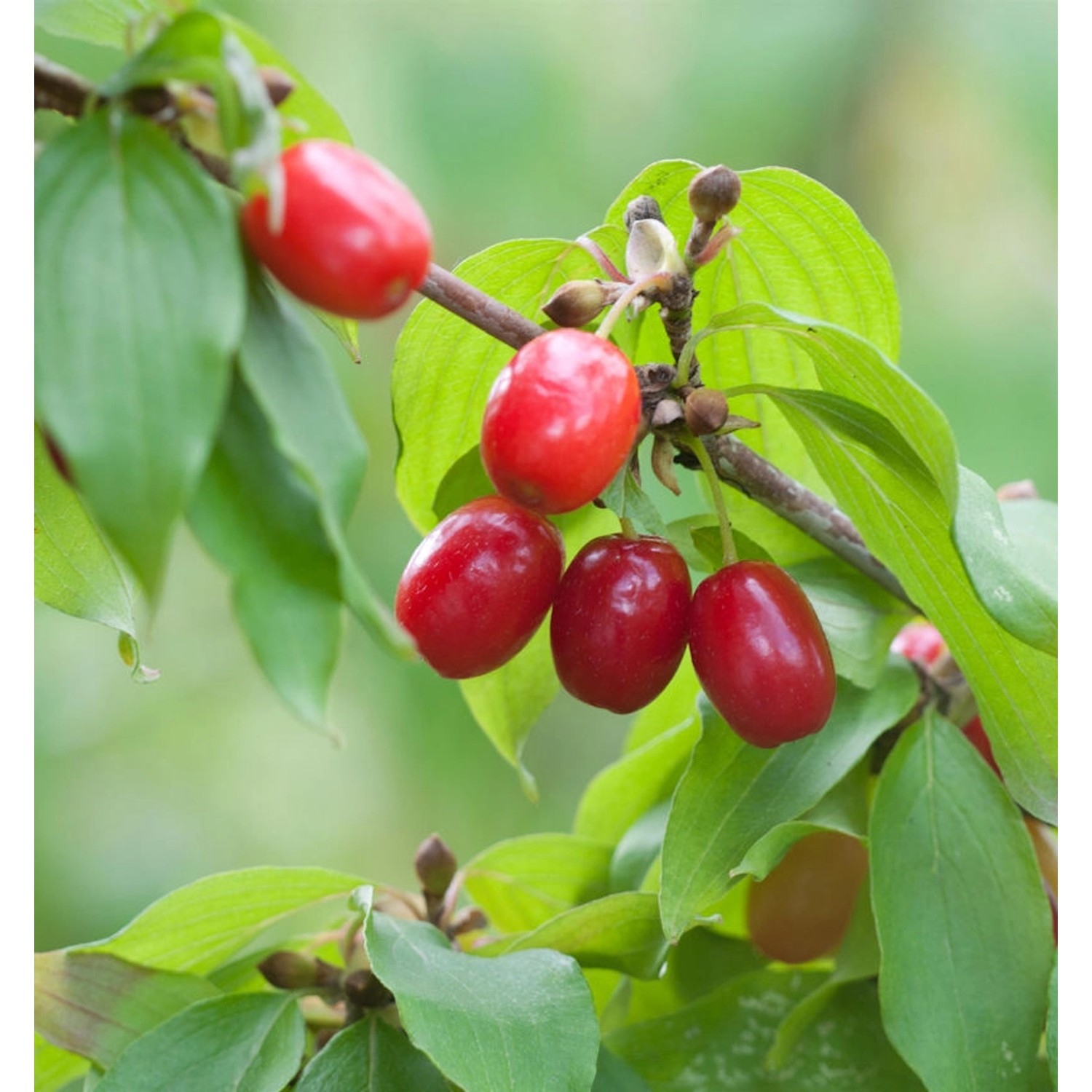 Kornellkirsche 80-100cm - Cornus mas günstig online kaufen