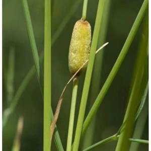 Schmalblättriger Rohrkolben Laxmann - Typha laxmannii