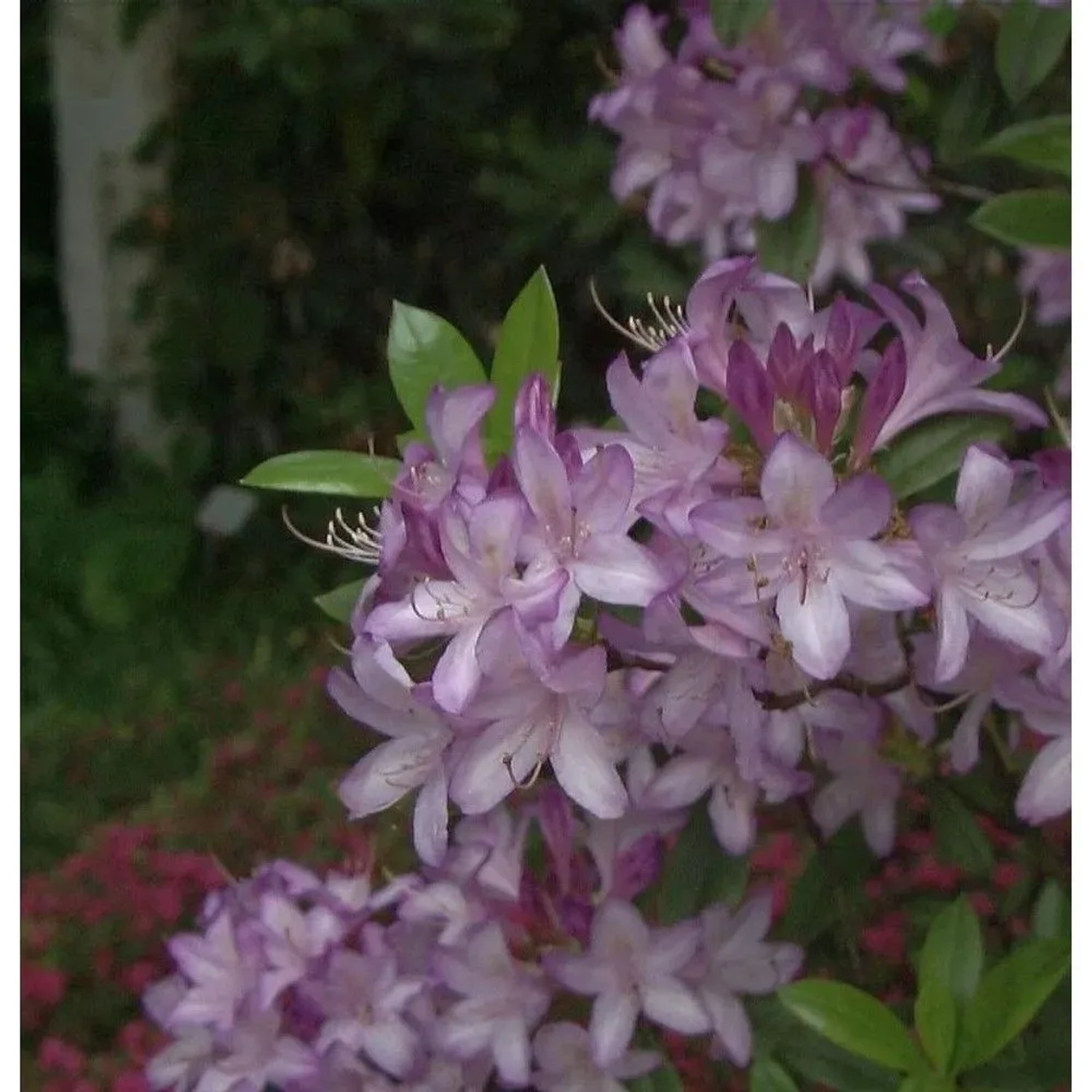 Azaleodendron Govenianum 30-40cm - Rhododendron Govenianum