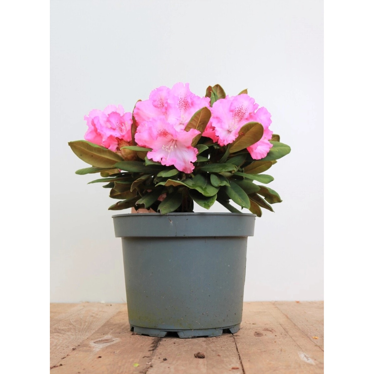 Rhododendron Yakushimanum Barmstedt Rosa Blüten 25–30 cm günstig online kaufen