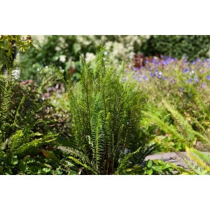 Grüner Rippenfarn (Blechnum spicant) im 9x9 cm Topf, eine winterharte Staude für schattige Gärten.
