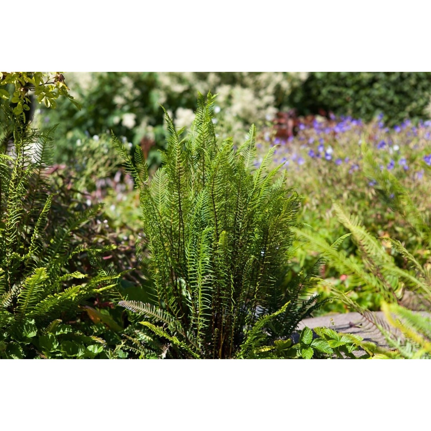 Blechnum Spicant Rippenfarn Ca. 9x9 cm Topf günstig online kaufen
