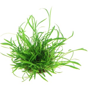 Dennerle Lilaeopsis Brasiliensis Aquariumpflanze In-Vitro, grasartige Vordergrundpflanze.