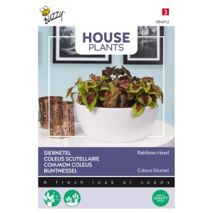Buntnessel Regenbogen-Mischung Buzzy House Plants Samen Ca. 0,25 g Farbenfrohes Laub
