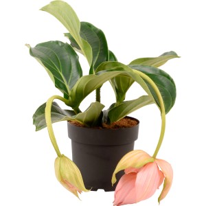 Medinille Rosa im Topf, exotische Blühpflanze mit rosa Blüten und grünen Blättern.