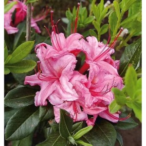 Rosa Rhododendron Westton Sparkler mit grünen Blättern.
