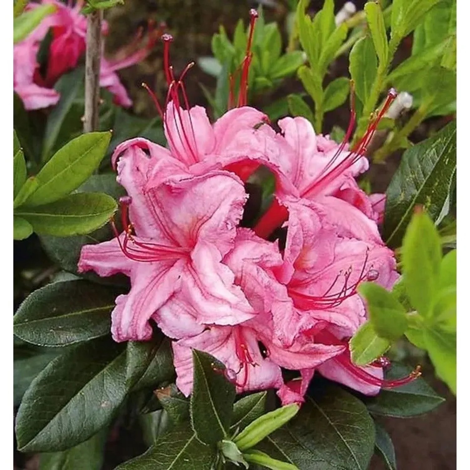 Rhododendron Westton Sparkler 30-40cm - Rhododendron viscosum
